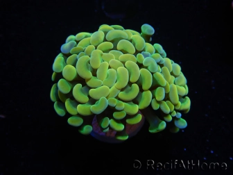 WYSIWYG Euphyllia paraancora Bicolor (Mariculture acclimaté sous LED) 4A5