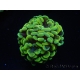 WYSIWYG Euphyllia paraancora (Mariculture acclimaté sous LED) 4H6