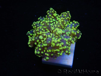 WYSIWYG Euphyllia paradivisa Orange Ultra (Mariculture acclimaté sous LED) 10I1