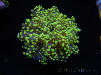 WYSIWYG Euphyllia paradivisa Orange Ultra (Mariculture acclimaté sous LED) 10I4