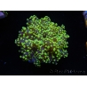 WYSIWYG Euphyllia paradivisa Orange Ultra (Mariculture acclimaté sous LED) 10I4