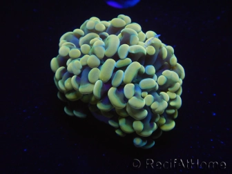 WYSIWYG Euphyllia paraancora Bicolor (Mariculture acclimaté sous LED) 4C2