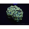 WYSIWYG Euphyllia paraancora Bicolor (Mariculture acclimaté sous LED) 4C2