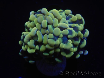 WYSIWYG Euphyllia paraancora (Mariculture acclimaté sous LED) 4H5