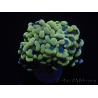 WYSIWYG Euphyllia paraancora (Mariculture acclimaté sous LED) 4H5