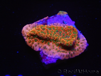 WYSIWYG RAH Montipora Phoenix evolution 11E5