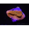 WYSIWYG RAH Montipora Phoenix evolution 11E5