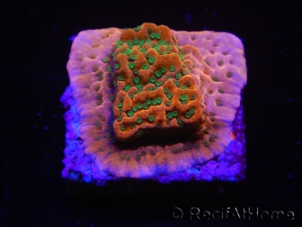 WYSIWYG RAH Montipora Phoenix evolution 11E6