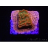 WYSIWYG RAH Montipora Phoenix evolution 11E6