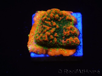 WYSIWYG Montipora Sunset 11F4