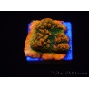 WYSIWYG Montipora Sunset 11F4