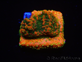 WYSIWYG Montipora Sunset 11F5