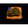 WYSIWYG Montipora Sunset 11F5