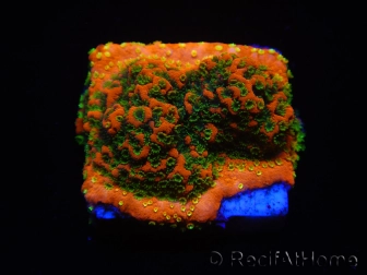 WYSIWYG Montipora Sunset 11F6