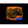 WYSIWYG Montipora Sunset 11F6