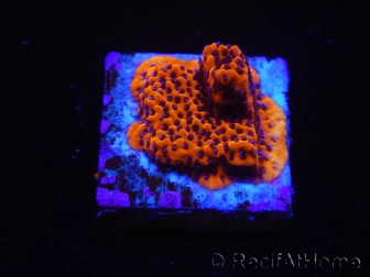 WYSIWYG RAH Montipora Mystic Sunset 11G4