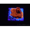 WYSIWYG RAH Montipora Mystic Sunset 11G4