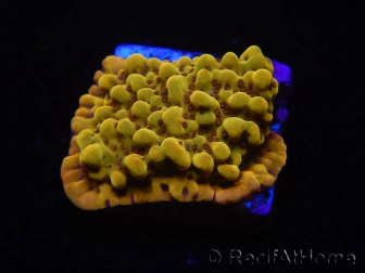 WYSIWYG RAH Montipora Passion Fruit 11J4