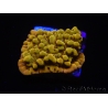 WYSIWYG RAH Montipora Passion Fruit 11J4