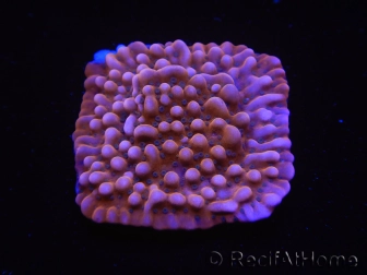 WYSIWYG RAH Montipora Princess Peach 11M1