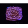 WYSIWYG RAH Montipora Princess Peach 11M1