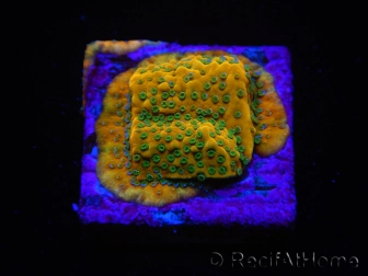 WYSIWYG RAH Montipora Acid Orange 11M6