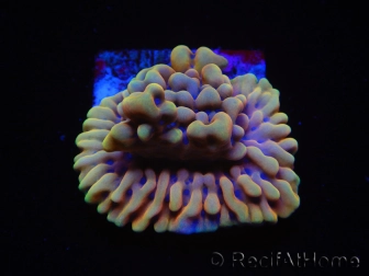 WYSIWYG Montipora Crazy T 11P1