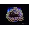 WYSIWYG Montipora Crazy T 11P1