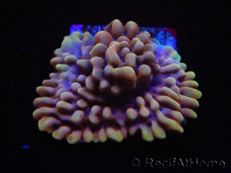 WYSIWYG Montipora Crazy T 11P3