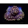 WYSIWYG Montipora Crazy T 11P3