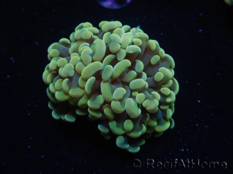 WYSIWYG Euphyllia paraancora Bicolor (Mariculture acclimaté sous LED) 4C2