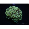 WYSIWYG Euphyllia paraancora Bicolor (Mariculture acclimaté sous LED) 4C2