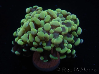 WYSIWYG Euphyllia paraancora (Mariculture acclimaté sous LED) 4H5