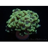 WYSIWYG Euphyllia paraancora (Mariculture acclimaté sous LED) 4H5