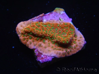 WYSIWYG RAH Montipora Phoenix evolution 11E5