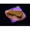 WYSIWYG RAH Montipora Phoenix evolution 11E5