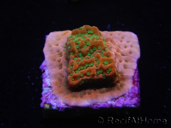 WYSIWYG RAH Montipora Phoenix evolution 11E6