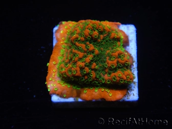 WYSIWYG Montipora Sunset 11F4