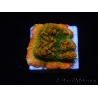 WYSIWYG Montipora Sunset 11F4