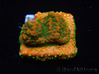 WYSIWYG Montipora Sunset 11F5