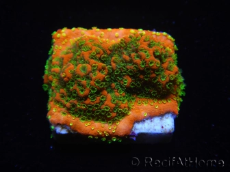 WYSIWYG Montipora Sunset 11F6