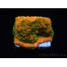 WYSIWYG Montipora Sunset 11F6