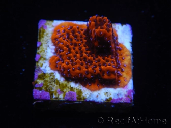 WYSIWYG RAH Montipora Mystic Sunset 11G4