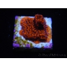 WYSIWYG RAH Montipora Mystic Sunset 11G4