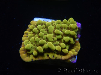 WYSIWYG RAH Montipora Passion Fruit 11J4