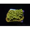 WYSIWYG RAH Montipora Passion Fruit 11J4