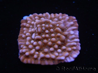 WYSIWYG RAH Montipora Princess Peach 11M1