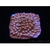 WYSIWYG RAH Montipora Princess Peach 11M1