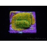 WYSIWYG RAH Montipora Acid Orange 11M6