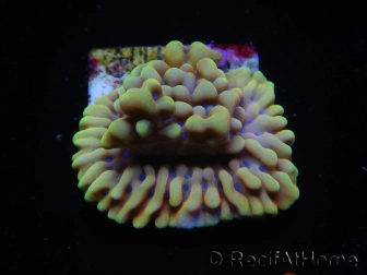 WYSIWYG Montipora Crazy T 11P1